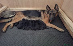 German Shepherd dogs for sale: Female German Shepherd Pup - Image 7