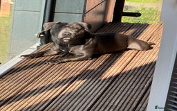 Staffordshire Bull Terrier dogs for stud: 💙Blue Staffordshire Bull Terrier Stud💙 - Image 4
