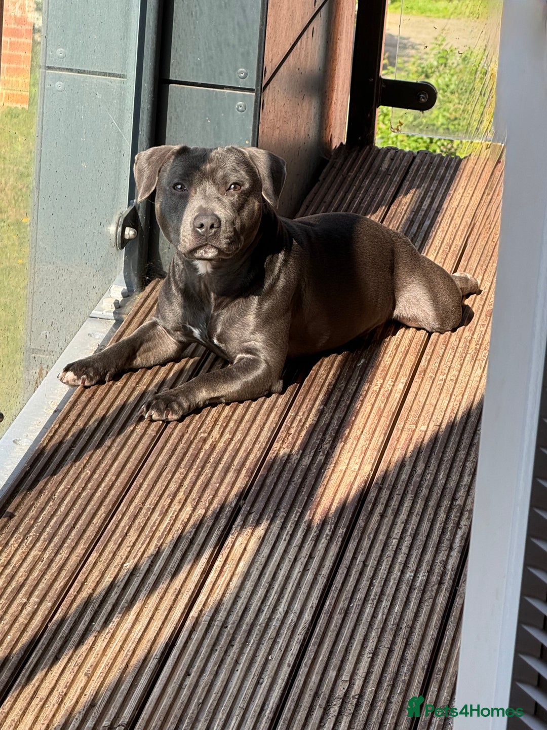 Staffordshire Bull Terrier dogs for stud: 💙Blue Staffordshire Bull Terrier Stud💙 - Image 4