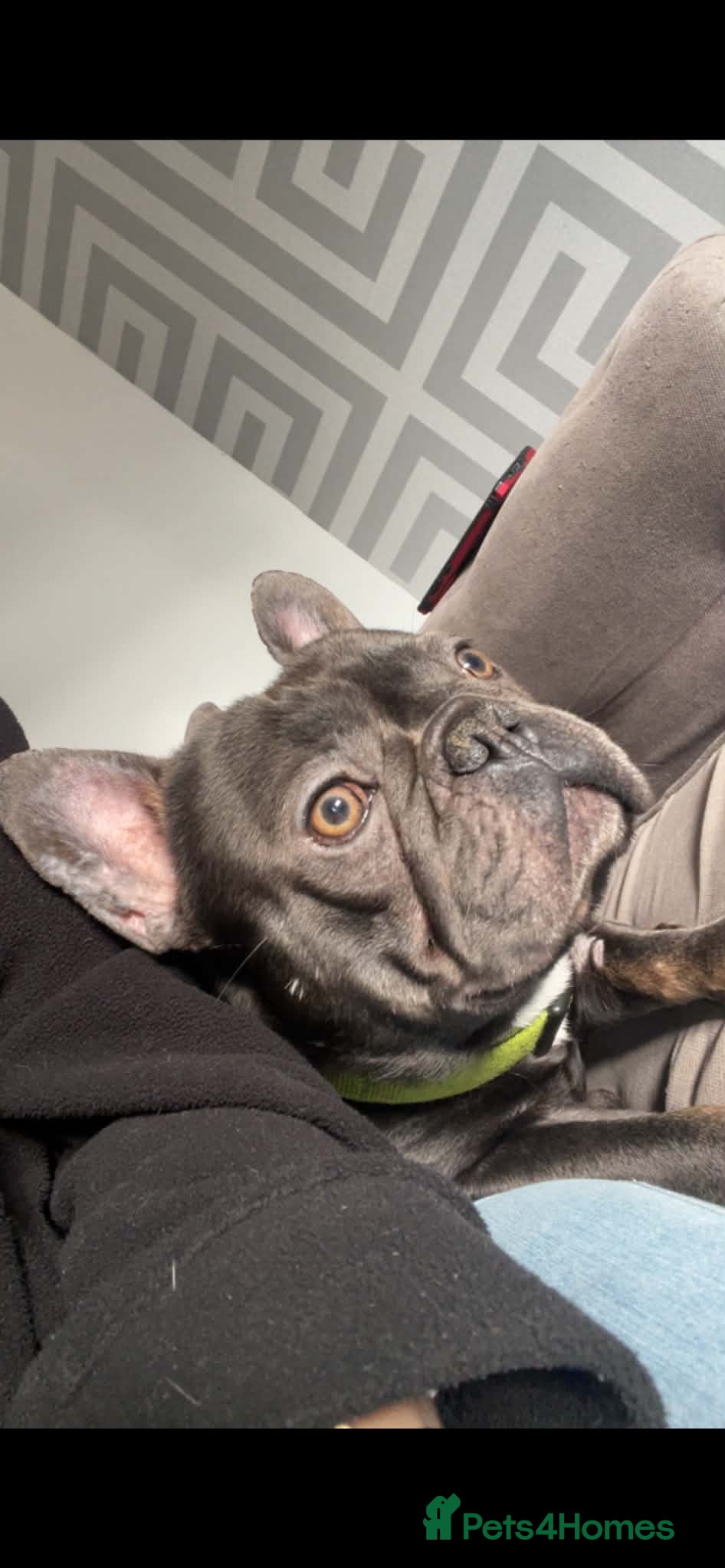 French Bulldog dogs 2 year old male French bulldog  - Advert 2