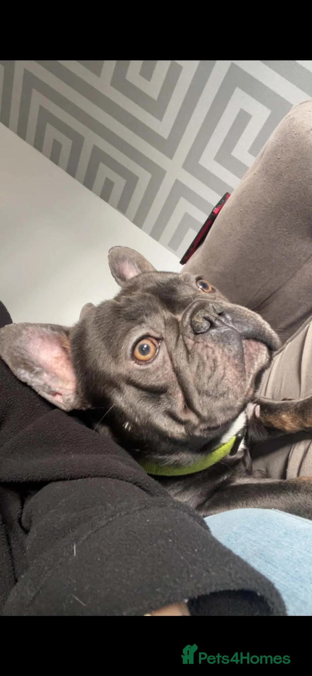 French Bulldog dogs for sale: 2 year old male French bulldog  - Advert 1