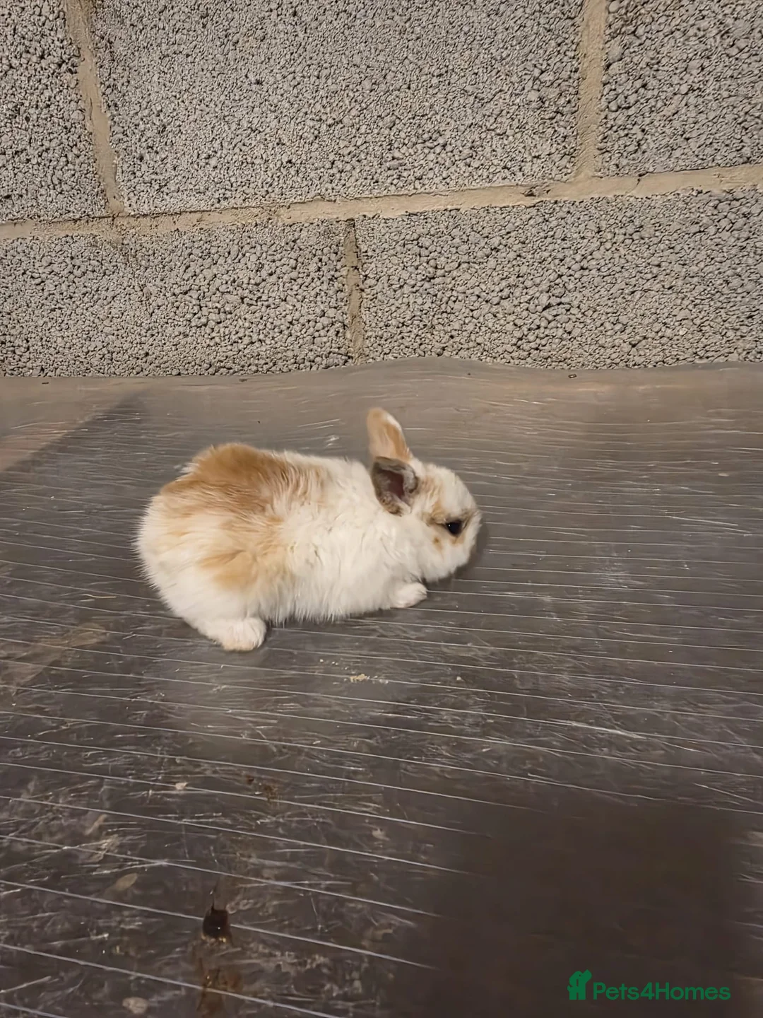 Mixed Breed rabbits for sale: Mixed breed baby Rabbits for sale 8 weeks old - Advert 1