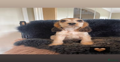 Cocker Spaniel dogs - Advert 12