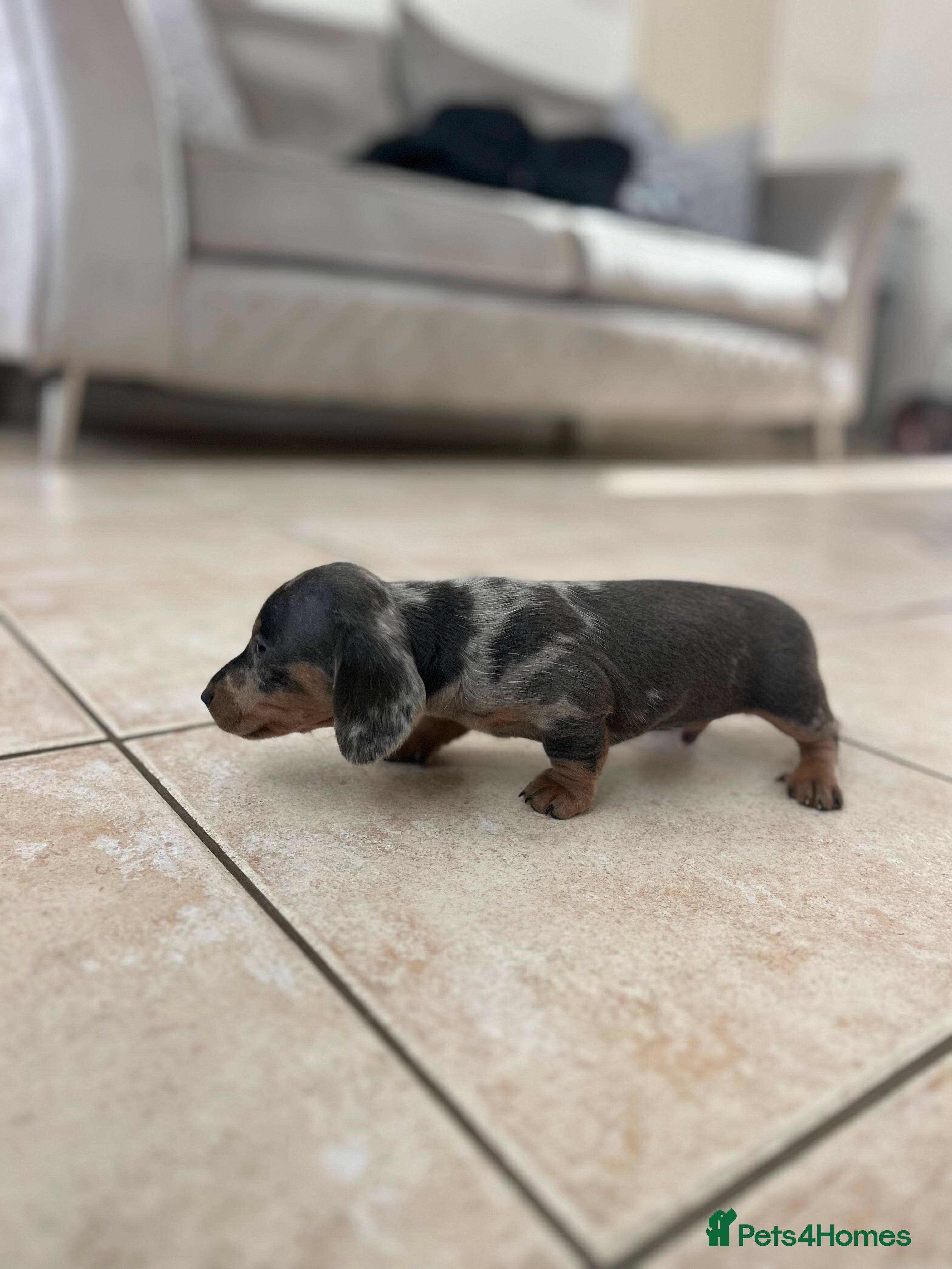 Miniature Dachshund dogs Stunning Dachshunds - Advert 7