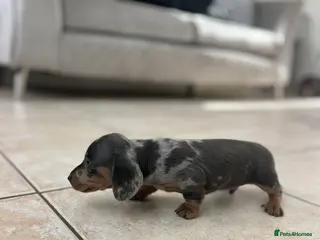 Miniature Dachshund dogs Stunning Dachshunds - Advert 7