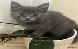 Mixed Breed cats for sale: Russian blue cross stunning kittens 10 weeks old  - Image 10