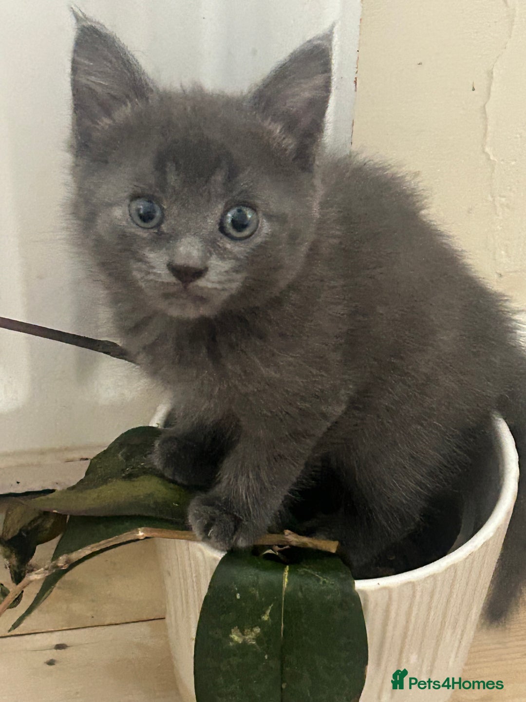Mixed Breed cats for sale: Russian blue cross stunning kittens 10 weeks old  - Image 10
