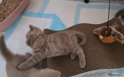 British Shorthair cats for sale: 4 British shorthair kittens in Bingley - Image 4