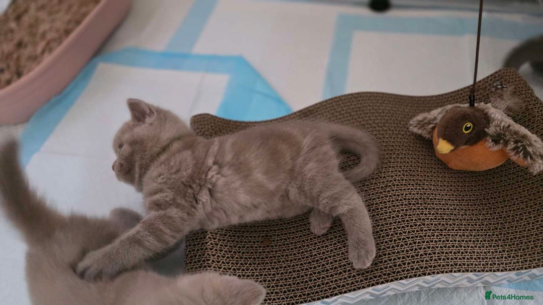 British Shorthair cats for sale: 4 British shorthair kittens in Bingley - Image 4