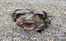 Labradoodle dogs for sale: Meet Elton – Our Beautiful Labradoodle  - Image 3