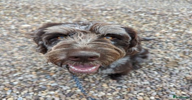 Labradoodle dogs - Advert 9