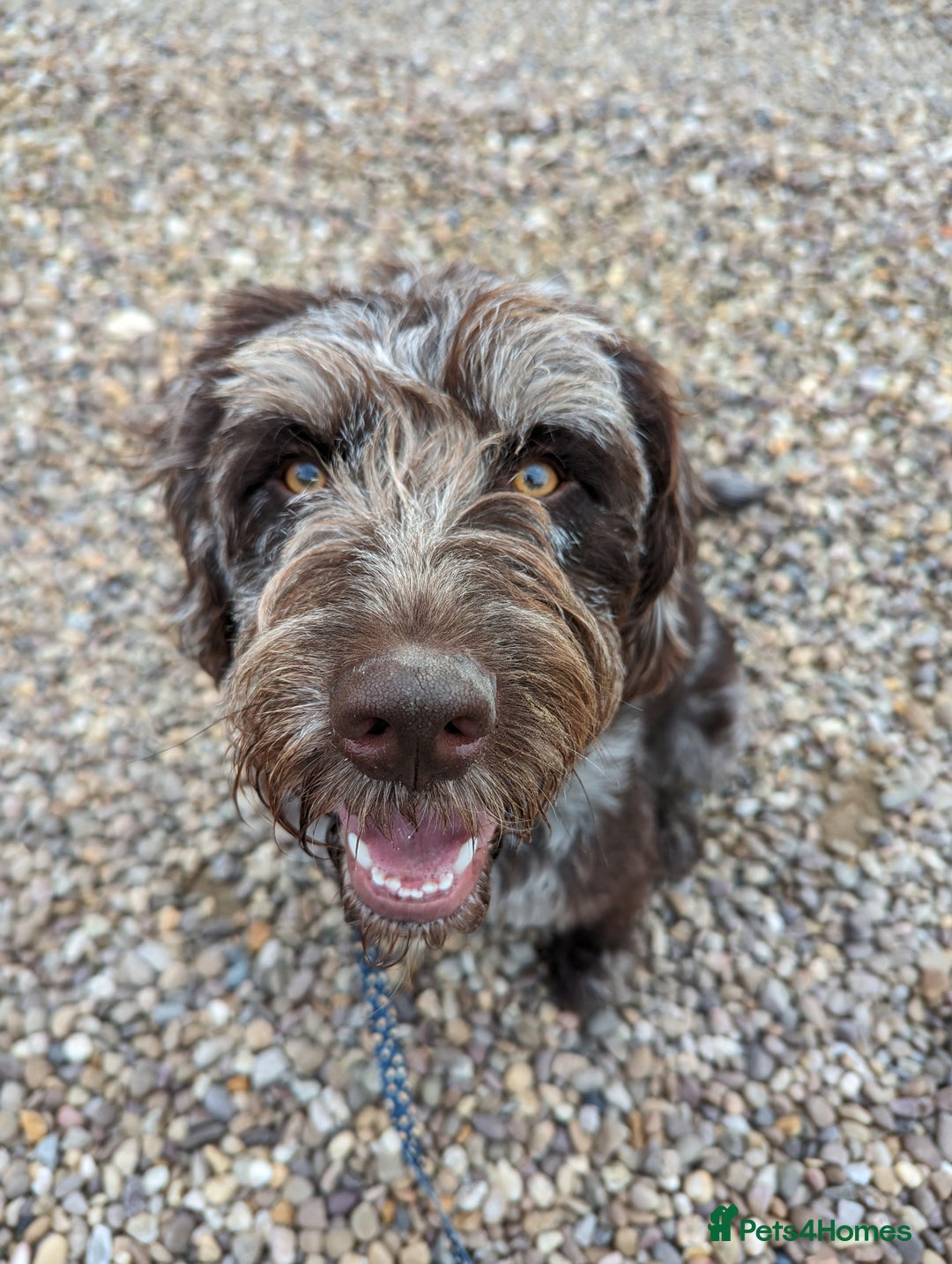Labradoodle dogs for sale: Meet Elton – Our Beautiful Labradoodle  - Image 3