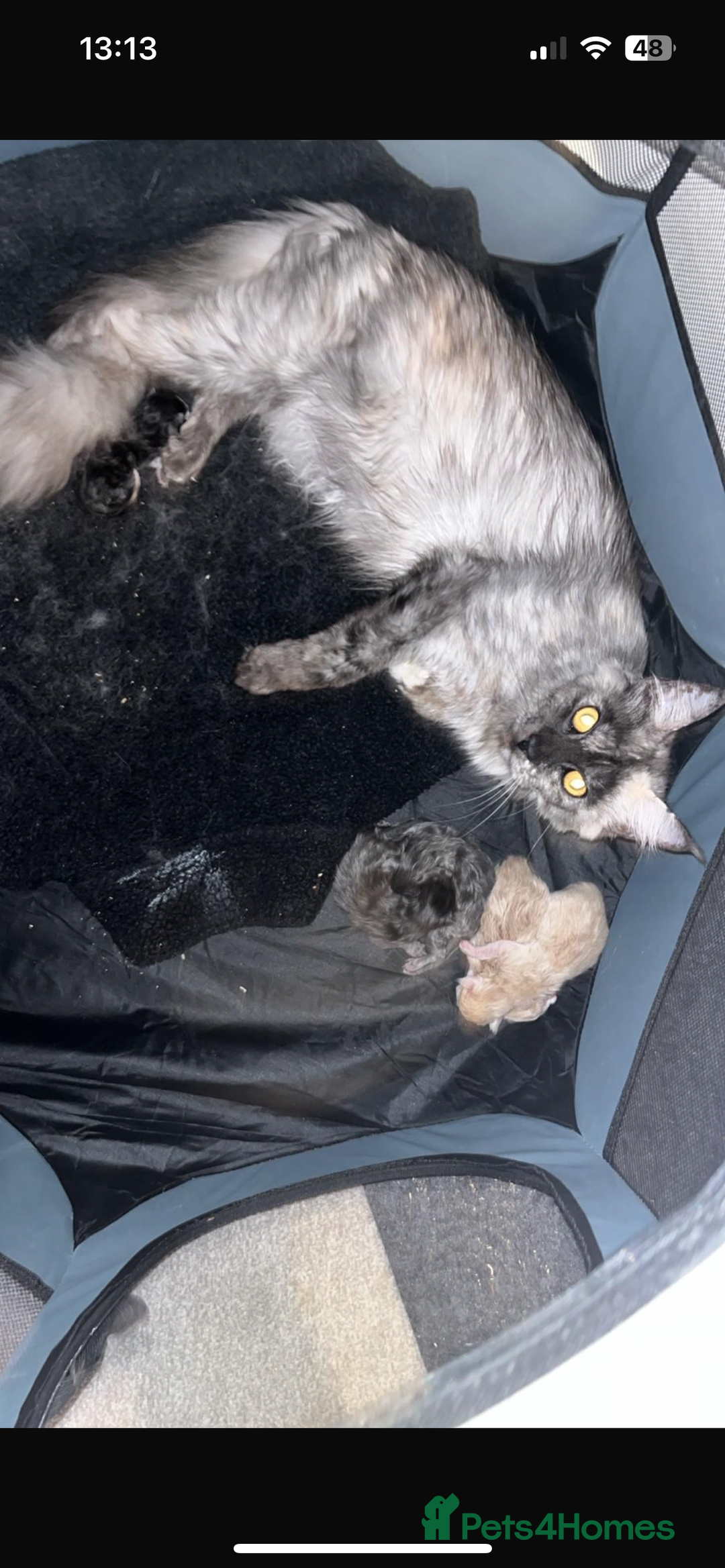 Maine Coon cats for sale: Un spayed Black smoke female Maine coon - Image 3