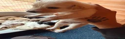 Mixed Breed dogs for sale: Puppy’s  in Oakham - Advert 12
