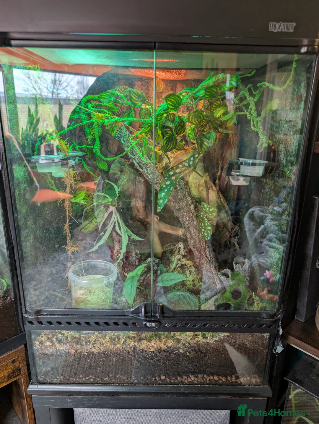 Gecko reptiles for sale: Mourning Geckos and Tank inc stand for sale!  in Ellesmere Port - Advert 2