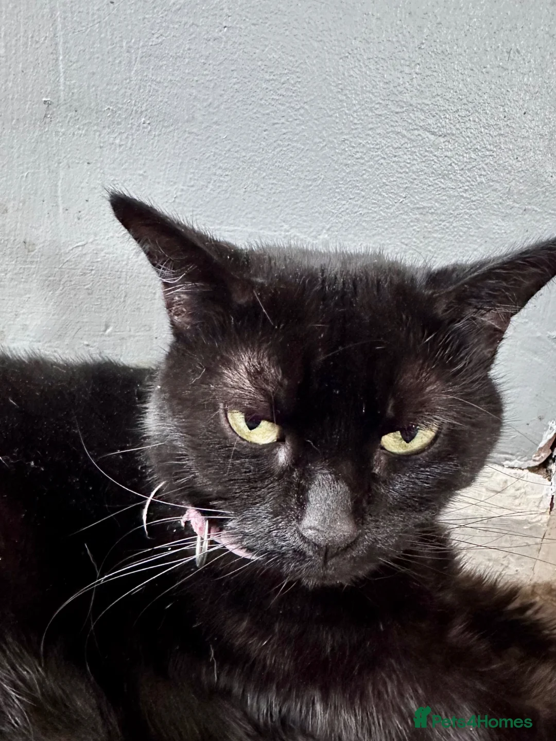 British Shorthair cats for sale: Luna age 6 - Advert 1