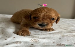 Cavapoo dogs for sale: Fully health tested Cavapoo 🐾🐶 - Image 24