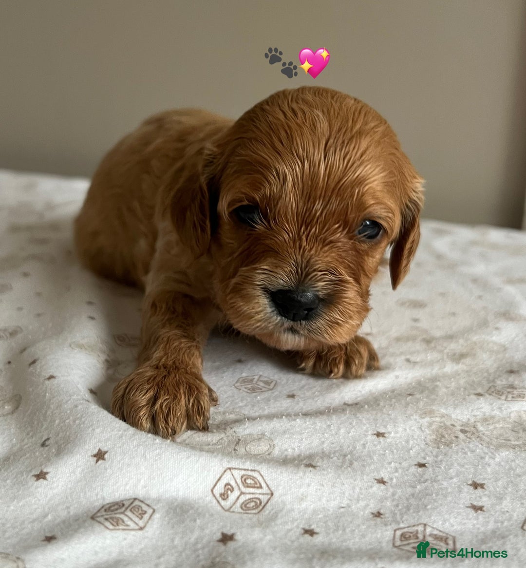 Cavapoo dogs for sale: Fully health tested Cavapoo 🐾🐶 - Image 24