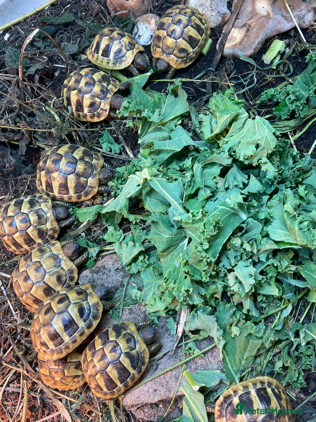 Hermann Tortoise reptiles for sale: Hermann Tortoises  - Advert 1