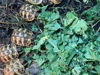 Hermann Tortoise reptiles Hermann Tortoises - Advert 4