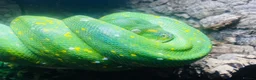 Python Snake reptiles for sale: PROVEN Breed pair CAPTIVE BRED Green Tree Pythons - Advert 4