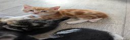 Mixed Breed cats for sale: Siberian mix kittens for sale - Advert 2