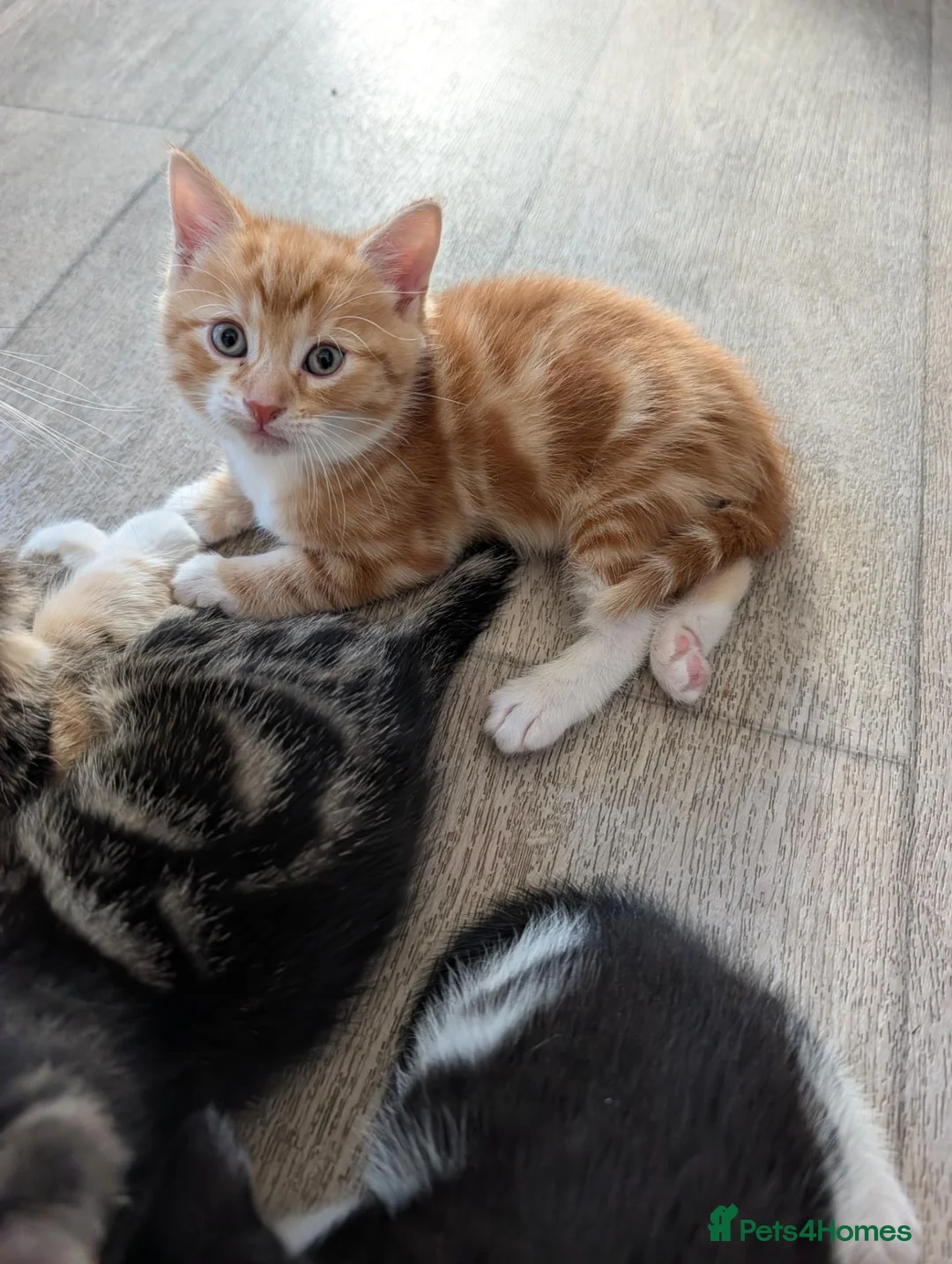 Mixed Breed cats for sale: Siberian mix kittens for sale - Advert 2