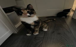 Mixed Breed cats for sale: 5 Kittens for sale  - Image 33