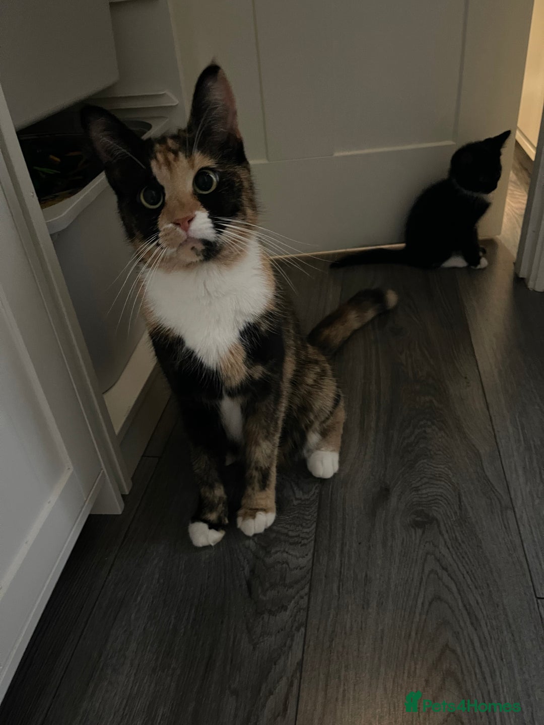 Mixed Breed cats for sale: 5 Kittens for sale  - Image 33
