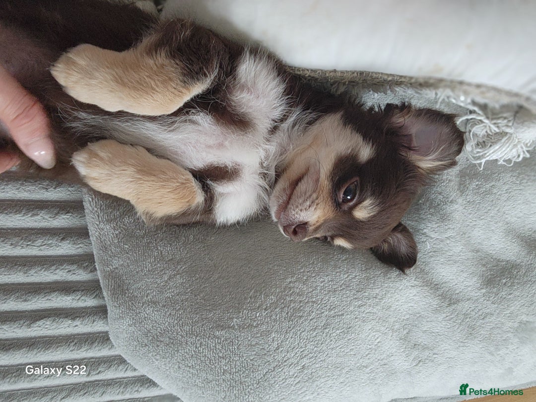 Chihuahua dogs for sale: Chocolate & White Long-Haired Chihuahua– Ready Now - Image 4