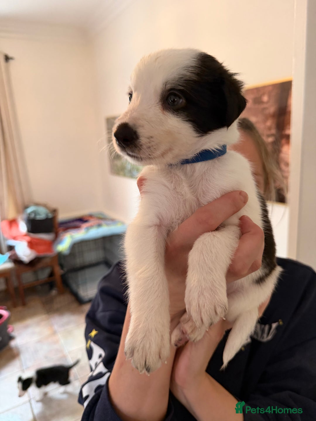 Border Collie dogs for sale: Pure Breed Boarder Collie Pups - Image 24