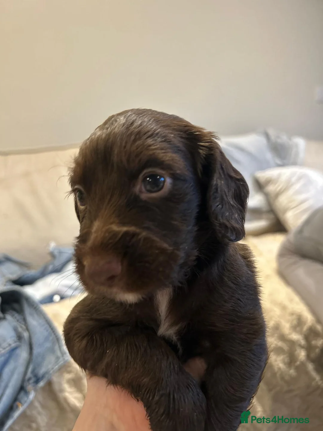 Cocker Spaniel dogs for sale: Working cocker spaniel puppies  - Advert 14