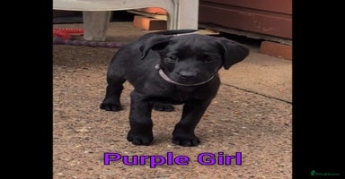 Labrador Retriever dogs - Advert 13