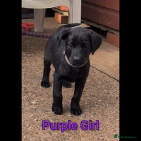 Labrador Retriever dogs - Advert 3