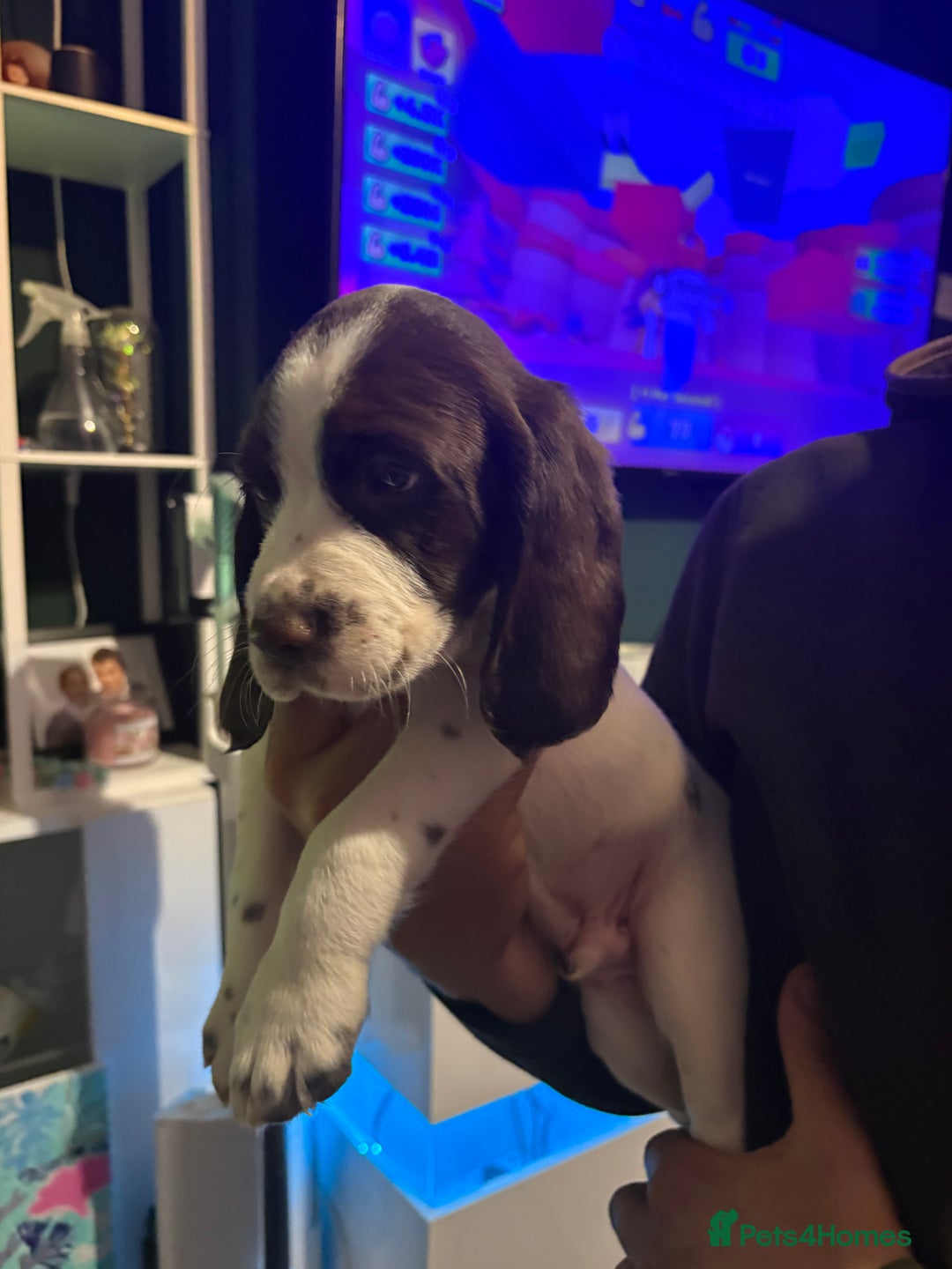 Cockerdor dogs for sale: Cockerdors  - Advert 15