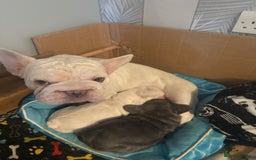 French Bulldog dogs for sale: Two French bulldogs  ** s - Image 1