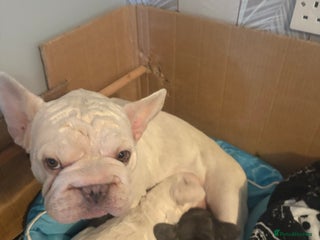 French Bulldog dogs - Advert 1