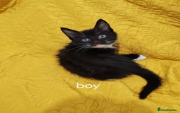 Mixed Breed cats for sale: Beautiful kittens VIDEOS - Image 25