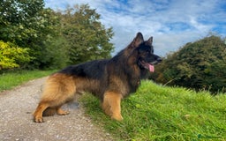 German Shepherd dogs for stud: ⭐️ Health tested, Proven, KC reg GSD ⭐️  - Image 1