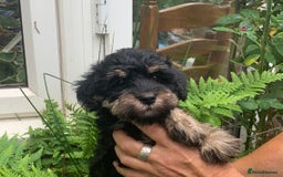 Schnoodle dogs for sale: BEAUTIFUL SCHNOODLE PUPPIES 🐶❤️ - Image 5