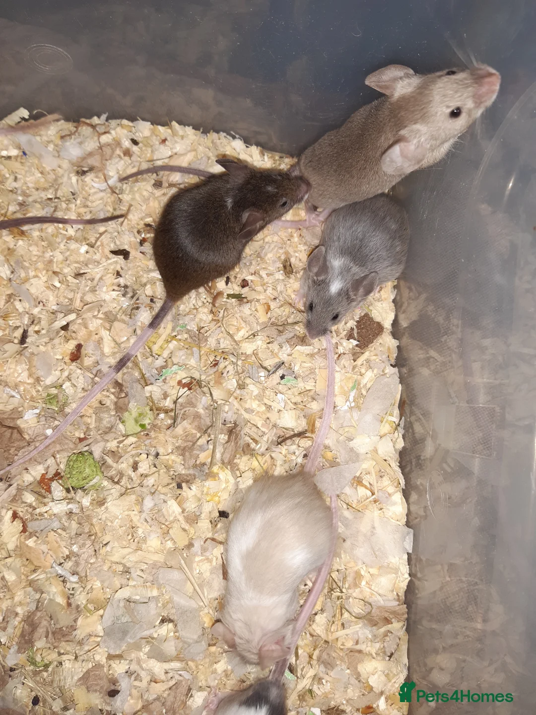Mouse rodents for sale: Baby female fancy mice ready now - Advert 3