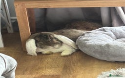 French Lop rabbits for sale: Meet Reggie and Pepper - Image 2