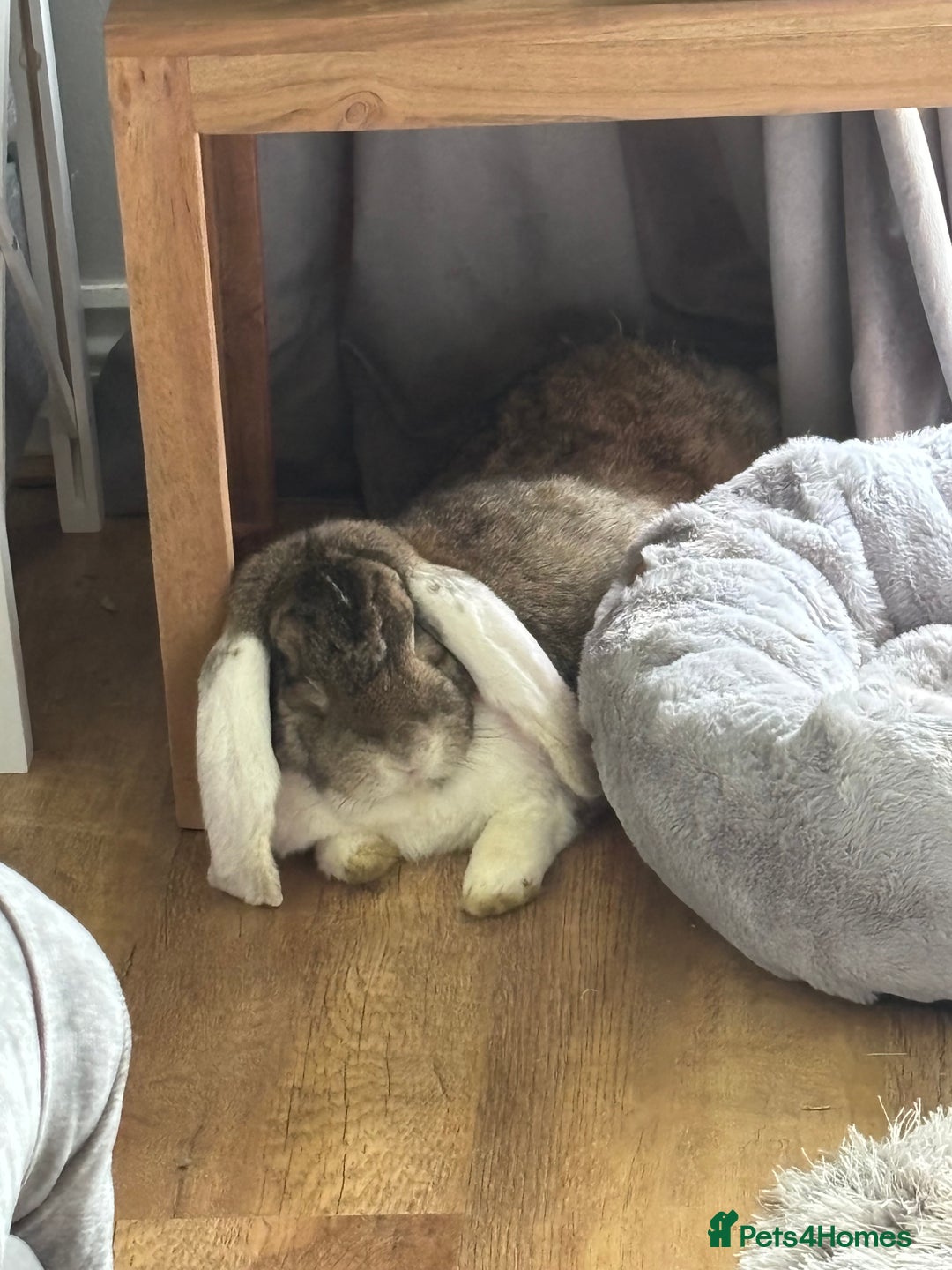 French Lop rabbits for sale: Meet Reggie and Pepper - Image 2