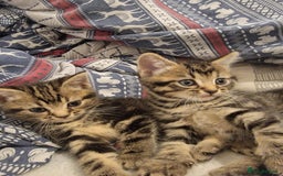 Mixed Breed cats for sale: Beautiful kittens for sale - Advert 8