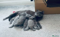 British Shorthair cats for sale: •Blue BSH Kittens – Ready Now . Last kitten left  - Image 15