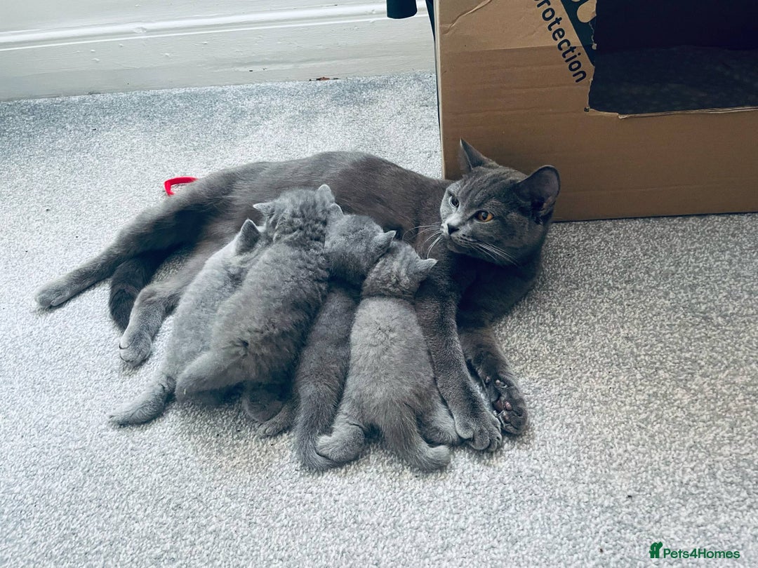 British Shorthair cats for sale: •Blue BSH Kittens – Ready Now . Last kitten left  - Image 15
