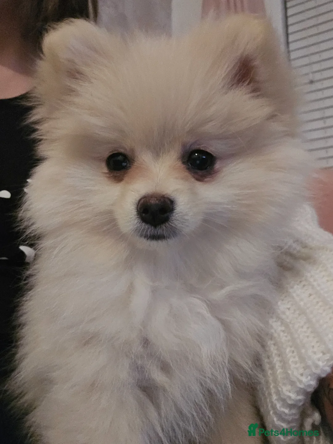 Pomeranian dogs for sale: Last little girl looking for forever home. - Advert 2