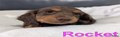 Rocket