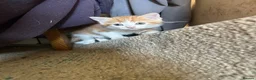 Mixed Breed cats for sale: Adorable farm kittens  - Advert 10
