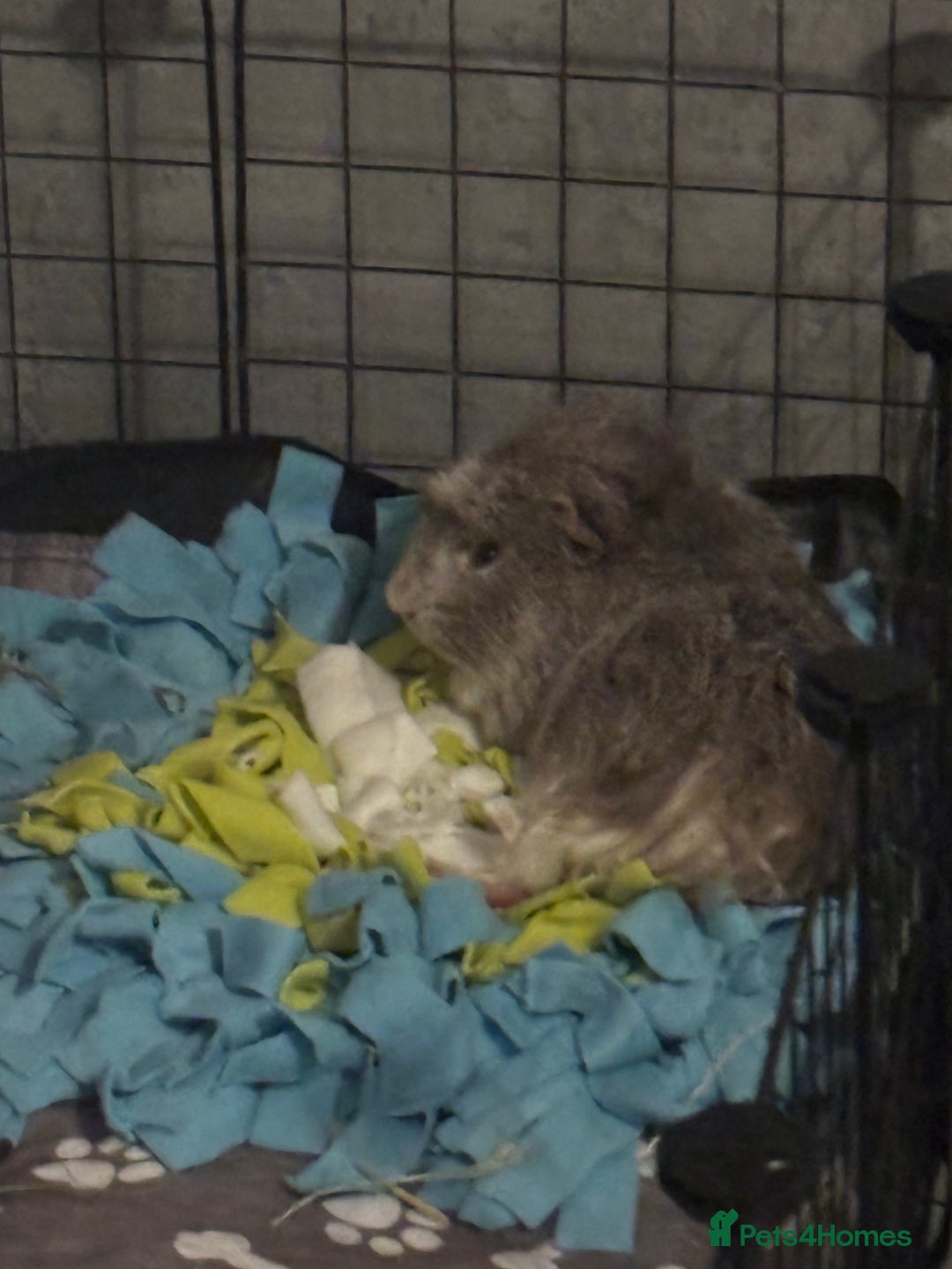 Guinea Pig rodents for sale: Geralt and Nugget  - Image 9